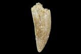Serrated, Raptor Tooth - Real Dinosaur Tooth #94113-1